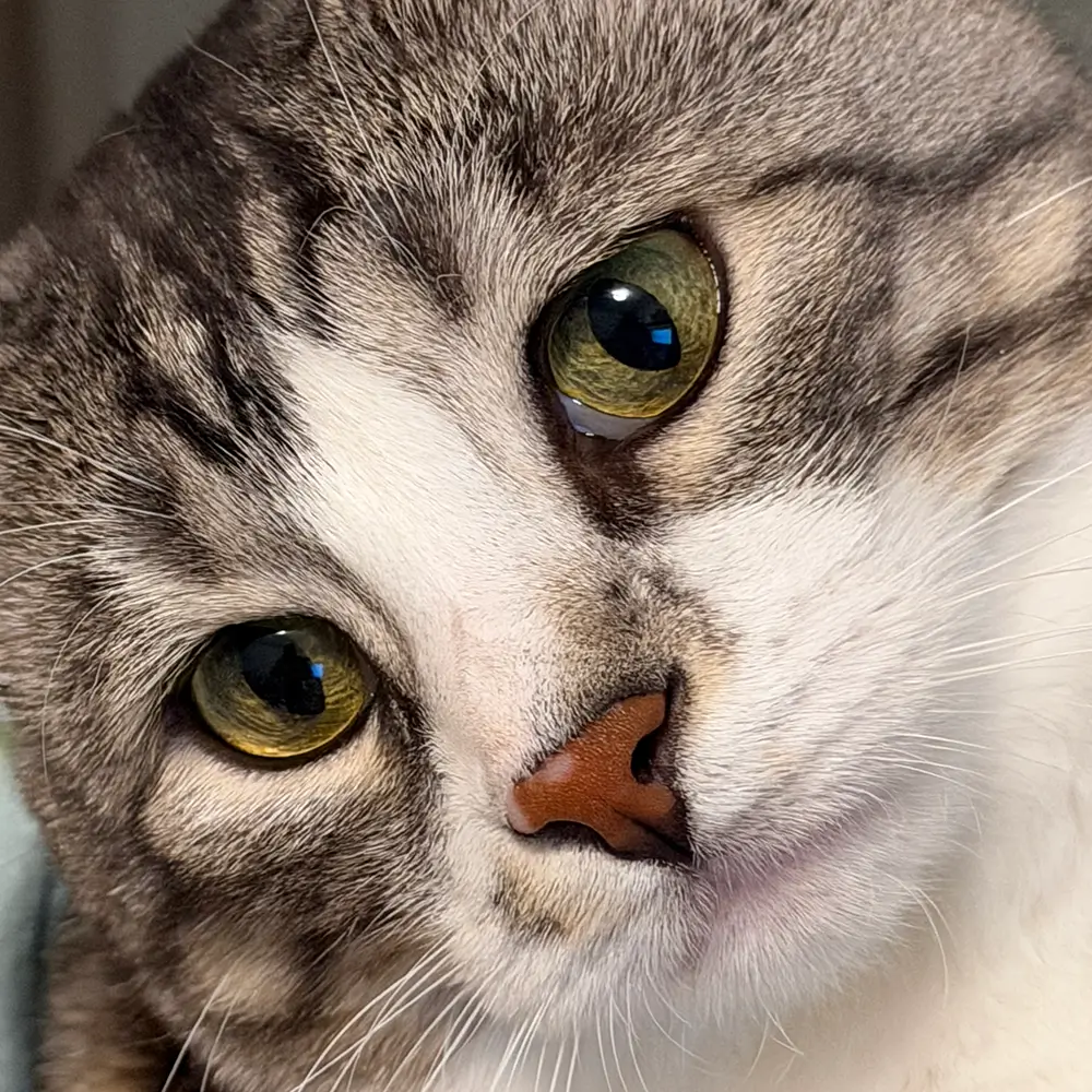 Pet Avatar